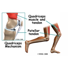 knee_tendonitis_quadriceps_anatomy02